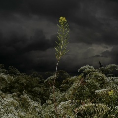 Александр Николаенко, 05.01, Санкт-Петербург