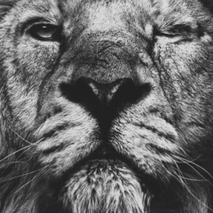 Aman Almaz, Актау