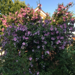 Елена Мартемьянова, 29.11.1988, Санкт-Петербург