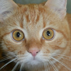 Антон Каклевский, 29.09.1985, Орёл