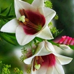 Kuralay Sidalieva, 19.12.1971, Ахунбабаев