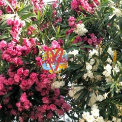 Zhanar Gabitova, 30.11.1988, Актобе