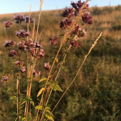 Дастан Солтанбеков, 16.11, Алматы