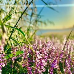 Леся Стецевич, 26.12, Севастополь