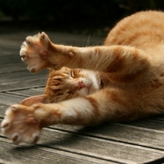 Дмитрий Зверявкин, 15.12.1980, Санкт-Петербург