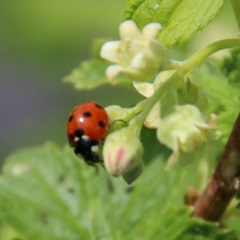 Света Кругликова, Манзя