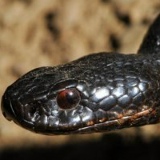 Иван Кролевец, 18.02, Переяслав-Хмельницкий