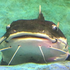 Михаил Степанов, 12.09, Санкт-Петербург