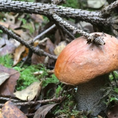 Ом Бол, 16.03.1973, Санкт-Петербург