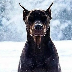 Максим Грибанов, 14.09.1984, Санкт-Петербург