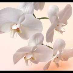 Nurbota Gumyrzak, Алматы