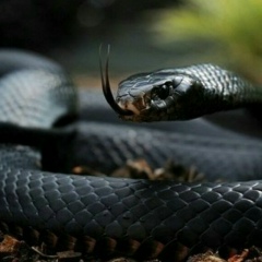 Риз Туж, 28.06, Москва