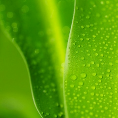 Thike Maung, 19.01.1992