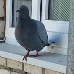 Исмаил Обычный, 11.11.2001, Kalaat M Gouna