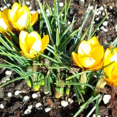 Валериан Какойто, Краснодар