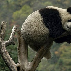 Расул Джуманов, 31.12