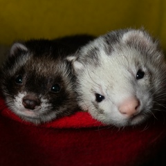 Миша Галаев, 16.06.1992