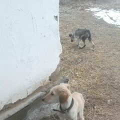 Бейбіт Рыскулбекулы, 25.02.1983, Шымкент