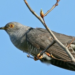 Валерия Дронова, 17.03.1993, Москва