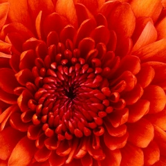 Алла Криштоп, 17.06.1949, Харьков