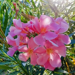 Галинка Малинкина