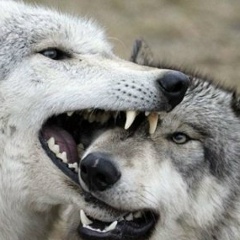 Anton Gruza, 22.03.1995, Воронеж