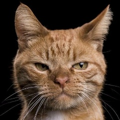 Сергей Цвых, 11.08.1982, Новосибирск