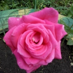 Альбина Никифорова, Вурнары