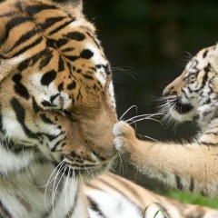 Татьяна Гуль, 20.03, Одесса