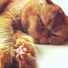 Bad Boy, 11.01, Москва