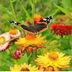 Татьяна Власова, 04.07.1959, Михалево