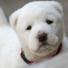 Гаухара Сагиндыкова, 06.01, New York City