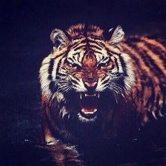 Ариф 05, Москва