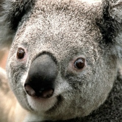 Анатолий Смирнов, 17.04.1965, Москва