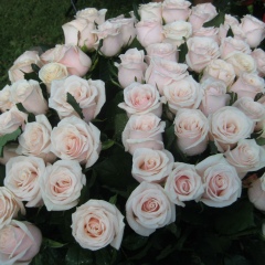 Джемма Кардашова, 25.08, Санкт-Петербург