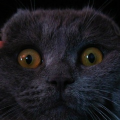 Александр Калитин, Москва