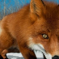 Дарья Степнева, Санкт-Петербург