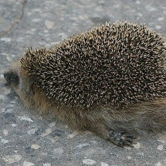 Сергей Снурницын, 04.03, Санкт-Петербург