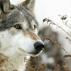 Коля Лебедь