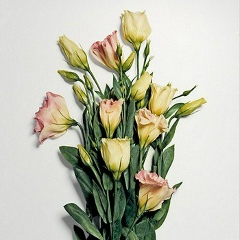 Юлиана Сафарова, 22.12.1989, Винница