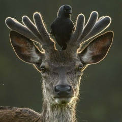 Анастасия Ройдир, 17.06, Москва