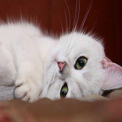 Диляра Ананичева, 20.05.1987, Тюмень