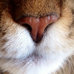 Антон Мясоутов, 03.10, Батайск