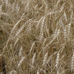 Андрей Радзюкевич