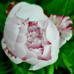 Дед Мороз, 25.07