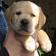 Дмитрий Батарин, 07.03.1972, Запорожье