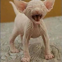 Катерина Цветкова, 05.06.1979, Санкт-Петербург