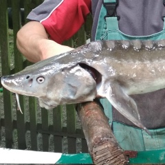 dimuliaa без фамільний, 20.12, Здолбунов