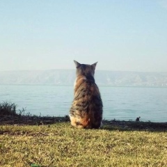 Андрей Донецкий, 22.05, Донецк