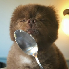 Алексей Богомолов, Губкин